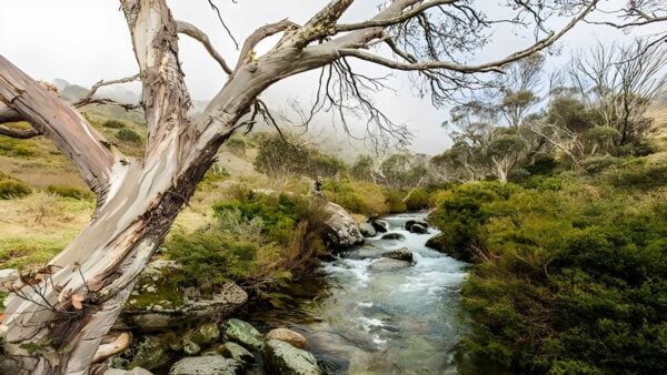Dead horse gap walking track (5km)