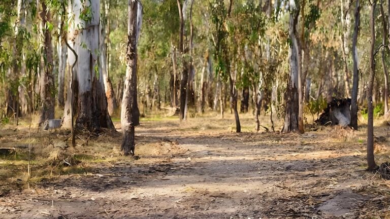 Gulpa Creek Walk (5km) Gulpa creek walk (5km)