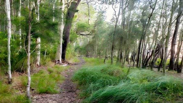 Meroo lake walking track (1. 6km)