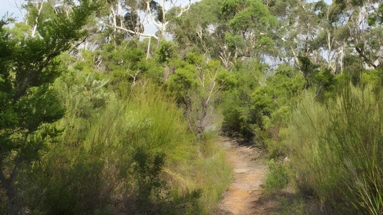 Mooray walking track (5km)