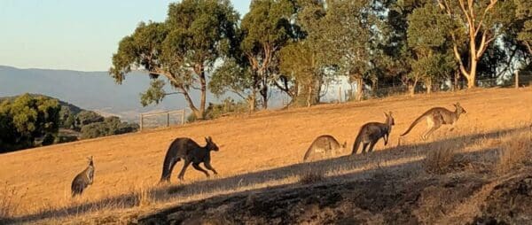 Warrandyte state park mt lofty trail hiking australia 600x254