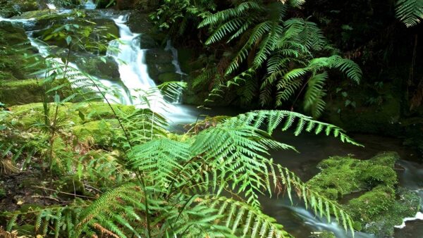 Antarctic beech forest walking track (2. 5km)