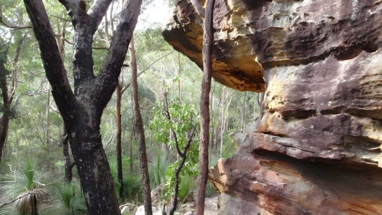 Callicoma loop walk (5. 1km)