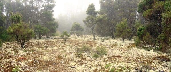 Goblin forest walk trail hiking australia 600x254