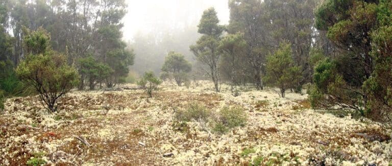 Goblin forest walk trail hiking australia 768x325