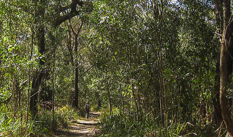 Sand Track Walk - South (2km) Sand track walk south trail hiking australia