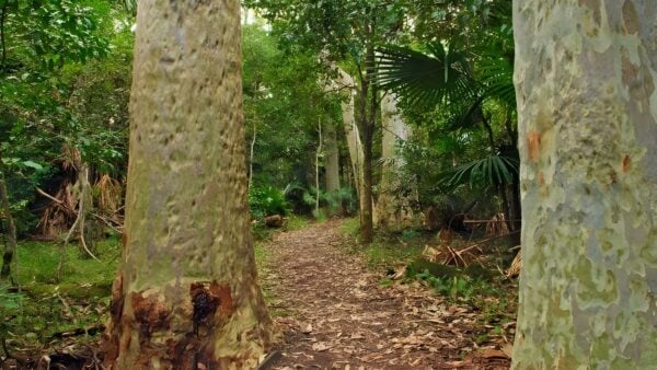 Depot Beach Rainforest Walk (700m) Depot beach rainforest walk (700m)