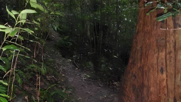 Faulconbridge to springwood - sassafras gully hike (6. 1km)