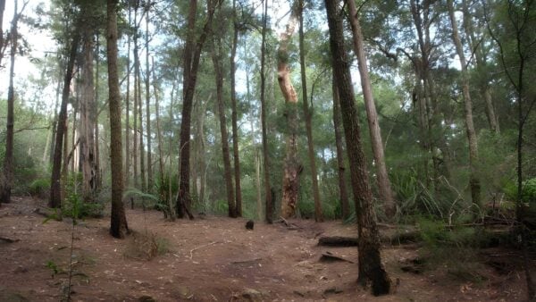 Gibberagong track (6. 5km)