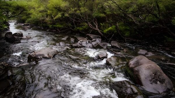 Gloucester river walking track (2. 5km)