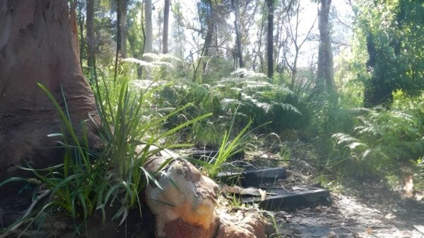 Great north walk: lane cove hike (20km)