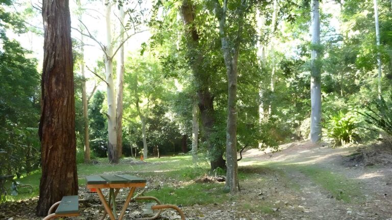 Rod earp rain forest circuit walk (1. 9km)