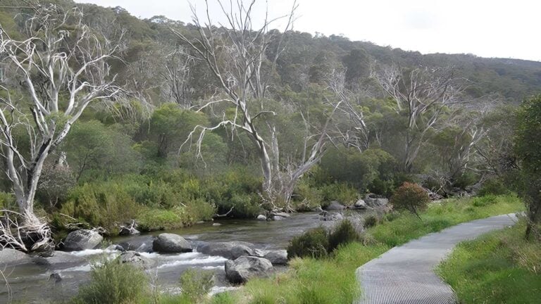 Thredbo river track (4km)