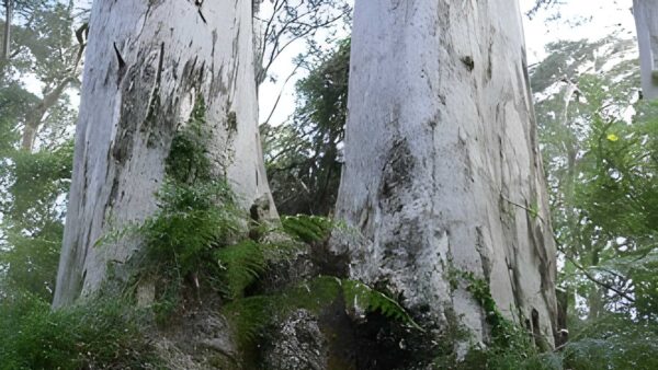 Twin Karri Loop Walk (500m) Twin karri loop walk (500m)