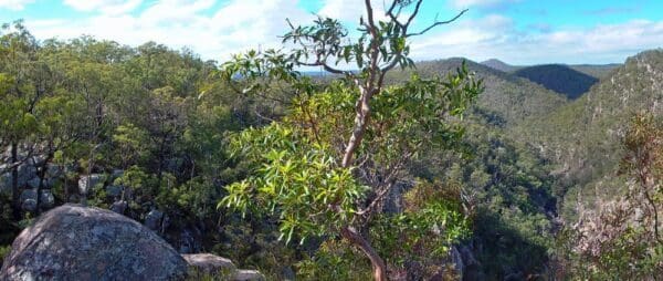 Buaraba Creek Track (6.2km) Koonin lookout crows nest national park 600x254