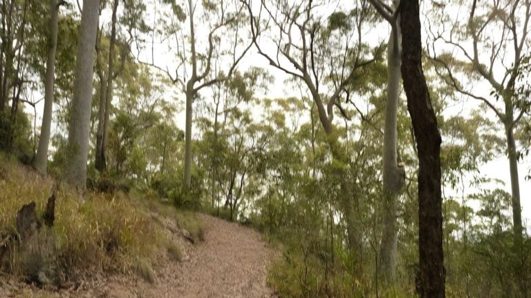 Mount Sugarloaf Green Track (1.8km) Mount sugarloaf green track (1. 8km)