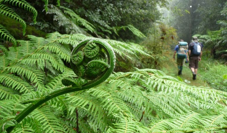 New England Wilderness Walk (33km) New england wilderness walk trail hiking australia