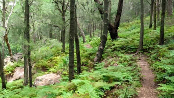 Birrawanna walking track (4km)
