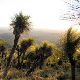 Hikes Mount kiangarow track