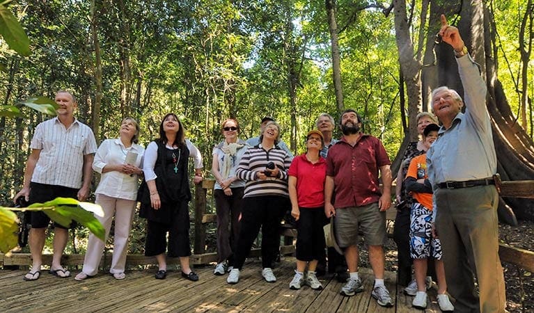 Wingham Brush Boardwalk (1.9km) Wingham brush boardwalk trail hiking australia 1