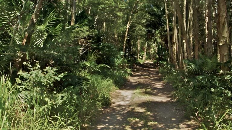 Tamboi walking track (5. 6km)