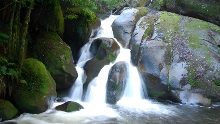 Tarra Valley Loop Hike (21.1km) Tarra valley loop hike (21. 1km)