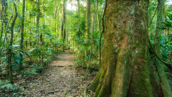 Tooloom Walking Track (1km) Tooloom walking track (1km)