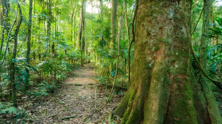 Tooloom Walking Track (1km) Tooloom walking track (1km)