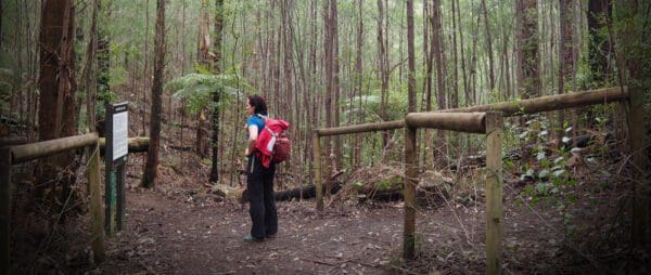 Rokeby to Crossover Rail Trail (5km) Trail hiking labertouche south hells gate 13 6km 600x254