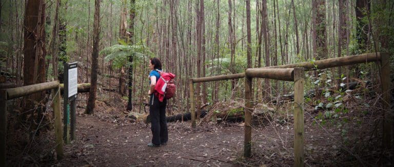 Labertouche South Hells Gate Hike (14km) Trail hiking labertouche south hells gate 13 6km 768x325