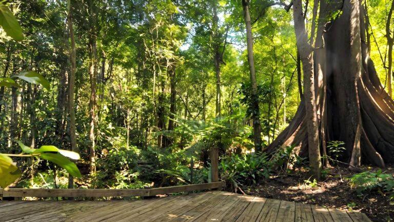 Wingham brush boardwalk (1. 9km)