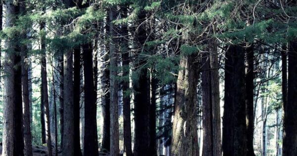 Hikes Hollybank forest 600x315