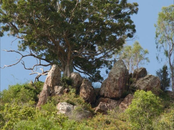 Goolman Lookout Trail (5.6km) Rocky knoll lookout trail 600x450