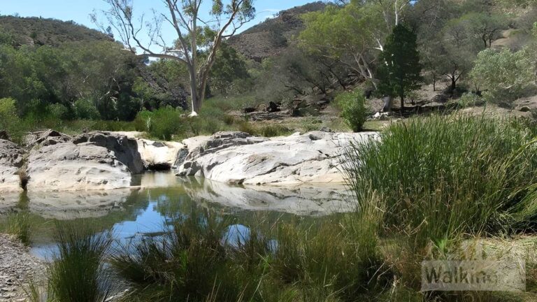 Blinman Pools Walk (12km) Blinman pools walk (12km)