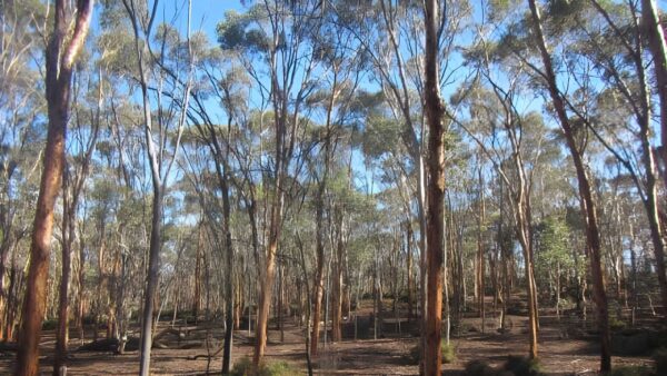 Kawana Trail Walk (3.3km) Kawana trail walk (3. 3km)