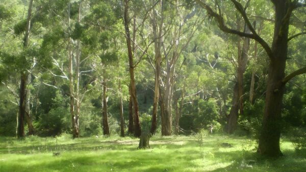 McKeowns Valley Walk (3.1km) Mckeowns valley walk (3. 1km)