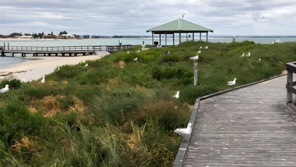 Penguin Island Boardwalk & Trail Walk (1.5km) Penguin island boardwalk & trail walk (1. 5km)