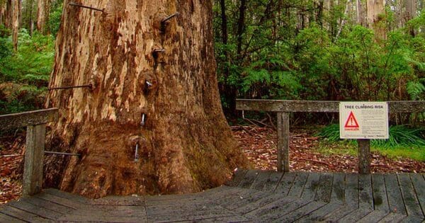 Warren River Loop Walk (10.5km) Gloucester tree walk 600x315