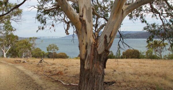 Shag bay track 600x315
