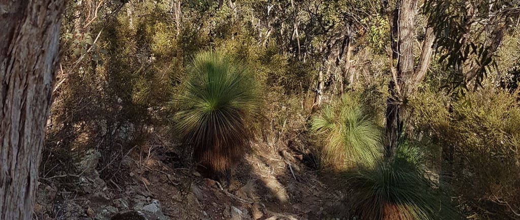 The burchell trail trail hiking australia