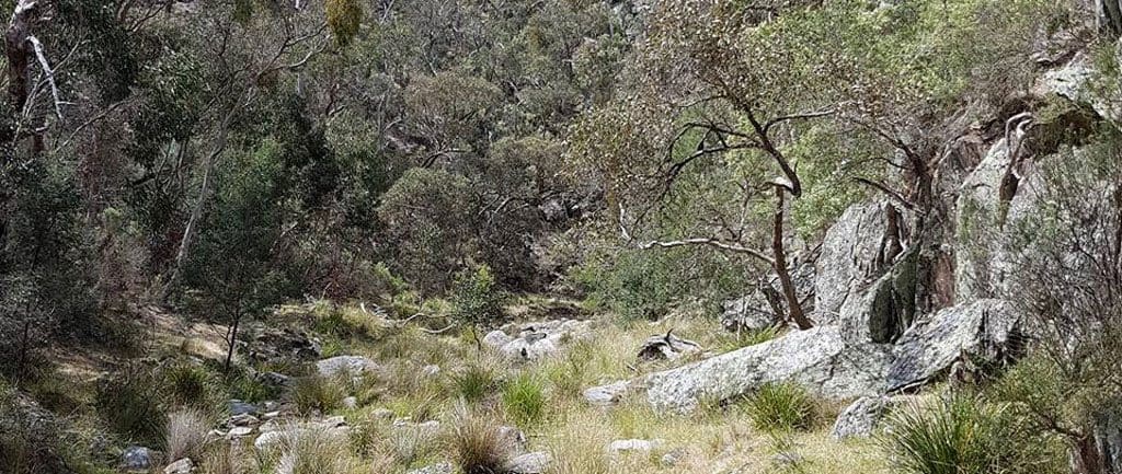 The burchell trail trail hiking australia