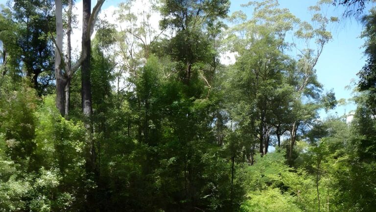 Macquarie park to thornleigh hike (11. 5km)