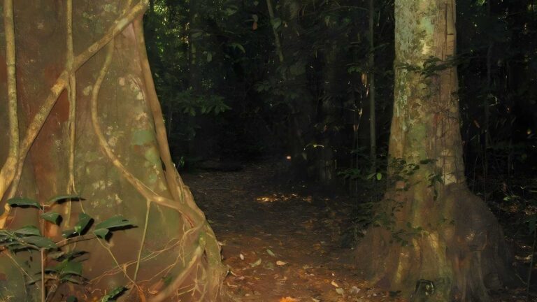 Malanda falls rainforest walk (1. 5km)