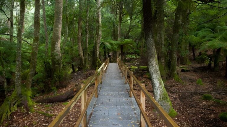 Penance grove walking track (250m)