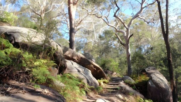 Red gum walk (1. 4km)
