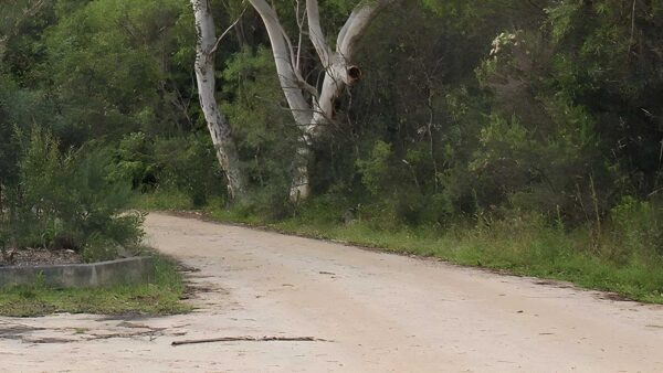 Riverview Walking Track (1km) Riverview walking track (1km)