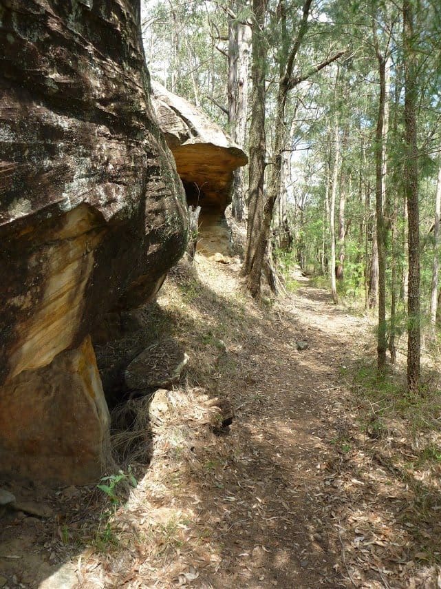 Forest Road to Yarramalong Hike (8.1km) Forest road to yarramalong