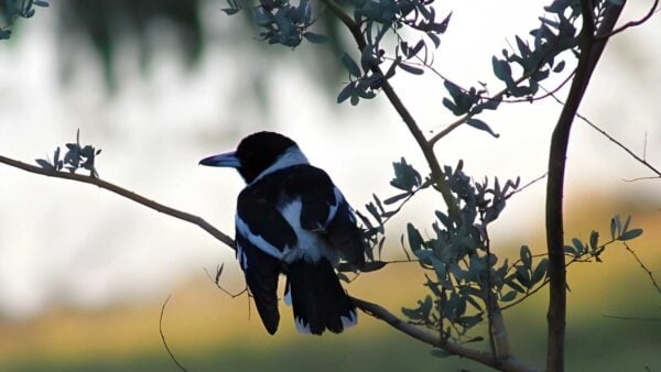 Bird walk (3. 4km)