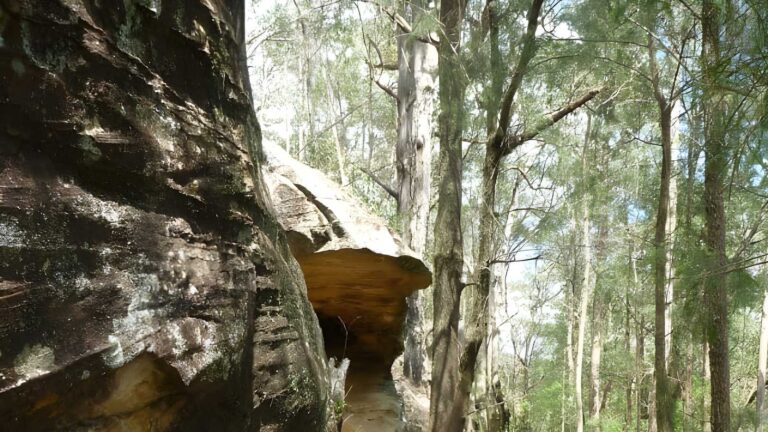 Forest Road to Yarramalong Hike (8.1km) Forest road to yarramalong hike (8. 1km)