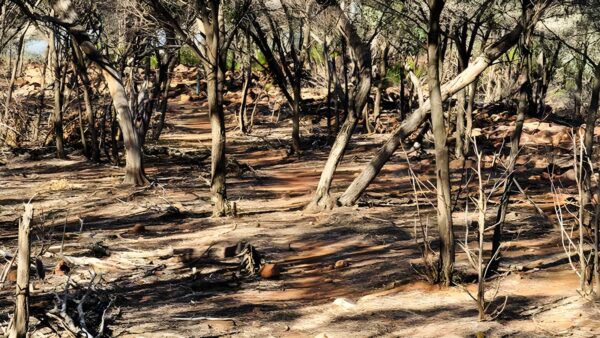 Ngiyampaa walking track (4km)
